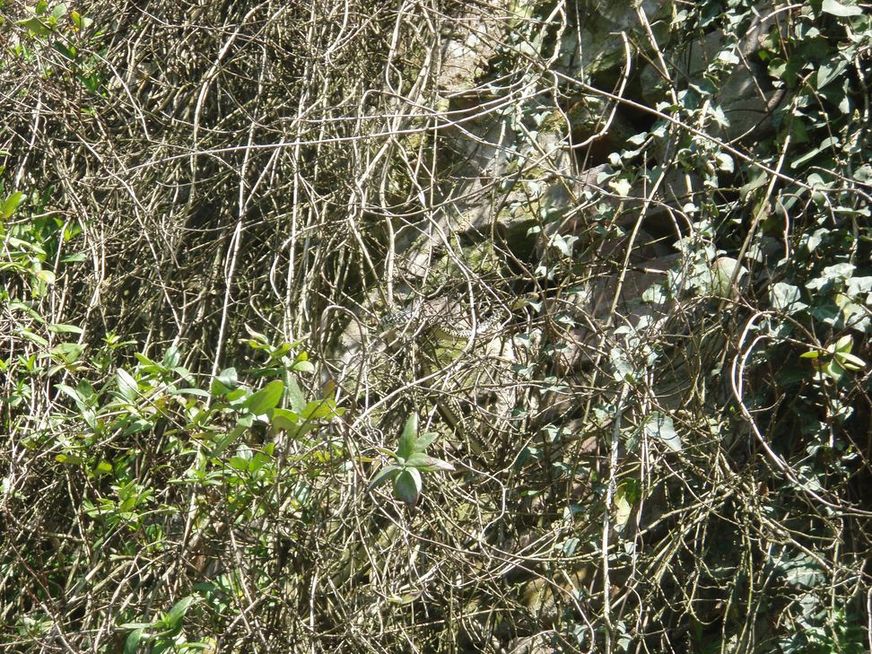 Alcune foto di biacchi in natura